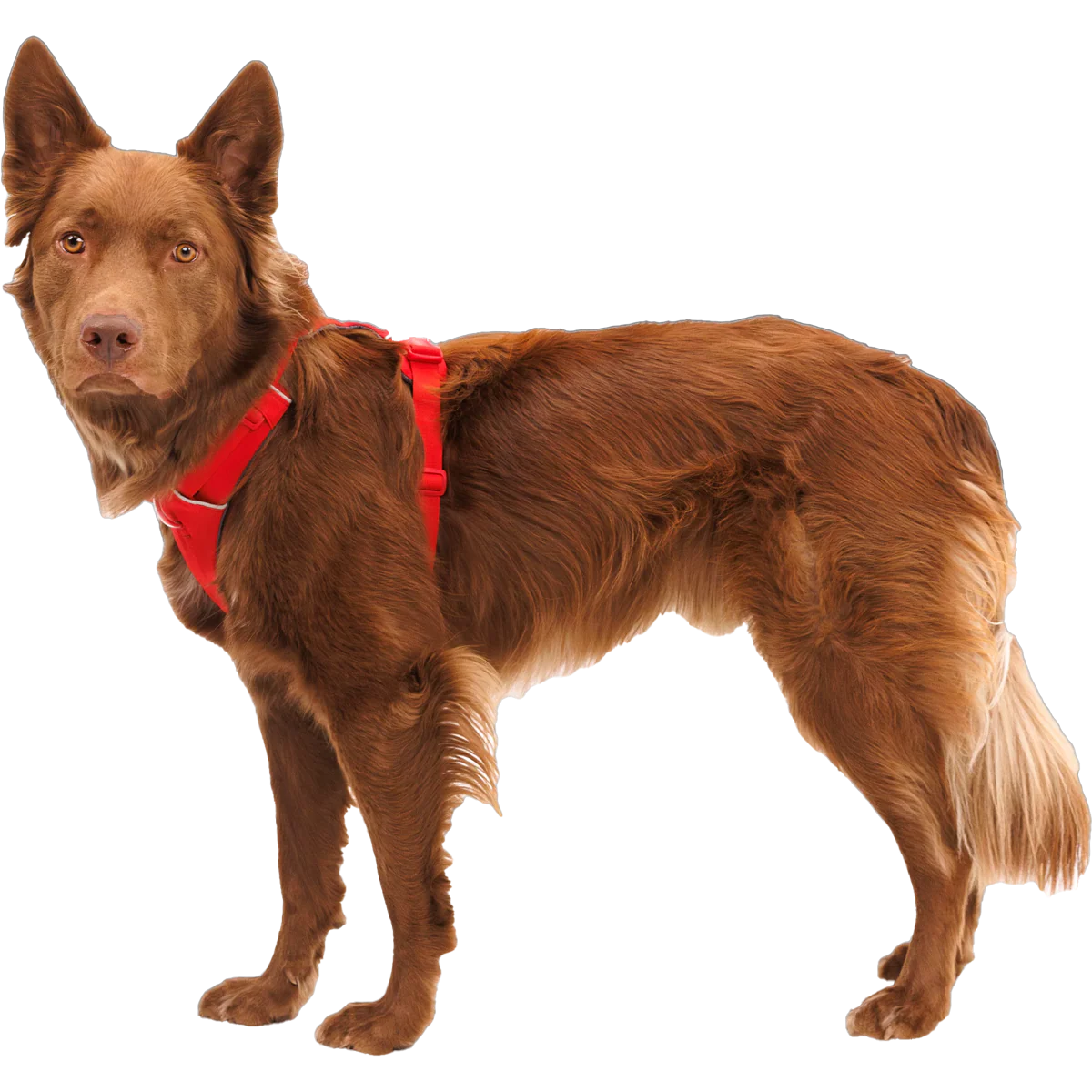 Front Range Harness - Styles Love